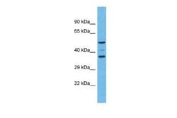 OR5K4 Rabbit anti-Human, Polyclonal, Novus Biologicals 100 &mu;g; Unconjugated:Antibodies,